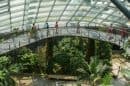 Cloud Forest